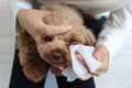 犬の『目ヤニ』が増…の画像
