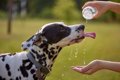 犬を『真夏に散歩』…の画像