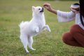 犬にジャンプをさせ…の画像