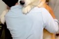 32キロの秋田犬が、…の画像