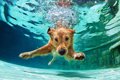 犬と夏を満喫すると…の画像