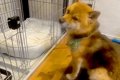 犬が新しいベッドを…の画像