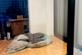家に帰ったら『中庭…の画像