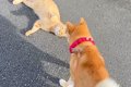 散歩中の犬が『グイ…の画像