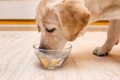 犬が急に水をがぶ飲…の画像