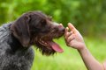 犬が飼い主のニオイ…の画像