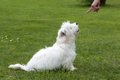 犬のしつけに悩む飼…の画像