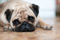 犬が『悲しそう』に…の画像