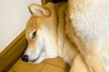 『散歩に行きたくな…の画像