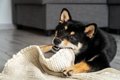 犬が『カーペットを…の画像