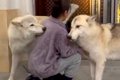 2頭のウルフドッグを…の画像
