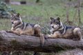 犬とオオカミの活動…の画像