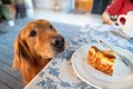 犬が人間のごはんを…の画像