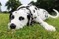 犬が突然動かなくな…の画像