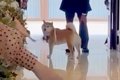 結婚式で『指輪を運…の画像