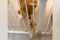 子犬と先住犬が『出…の画像