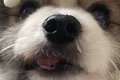 おやつを無くしてし…の画像