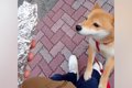 犬の散歩中、焼き芋…の画像