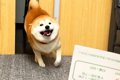テンションMAXな犬に…の画像
