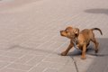『犬を怖がらせてし…の画像