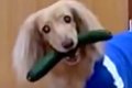 油断したら犬に『き…の画像