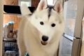 大型犬の3匹に『おい…の画像