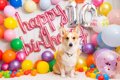 愛犬の『誕生日』何…の画像