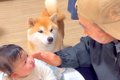 犬と赤ちゃんがいる…の画像