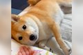 柴犬が『おかわり』…の画像