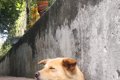 『地面から生えてい…の画像