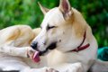 犬が『自分の手足を…の画像