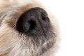 犬の『鼻水』に現れ…の画像