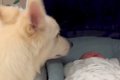赤ちゃんが泣いたの…の画像