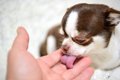 犬が飼い主の『手や…の画像