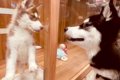 息子の親友がハスキ…の画像