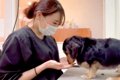 トリマーのお姉さん…の画像