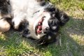 犬が体をクネクネさ…の画像
