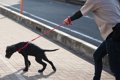 犬が散歩中にリード…の画像