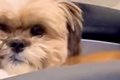 『寝起きの犬』を撮…の画像