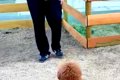 『本当にトイプード…の画像