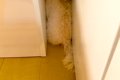 生まれて初めて『イ…の画像