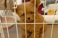 お迎えしたばかりの…の画像