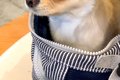 『お出かけ行くよ』…の画像