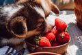 犬が食べても大丈夫…の画像