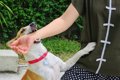 犬が『甘噛み』をし…の画像