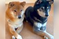 2匹の柴犬を横に並ば…の画像