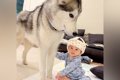 赤ちゃんが『ハスキ…の画像
