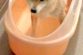 濡れるのが大嫌いな…の画像
