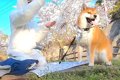 犬と『初のお花見』…の画像