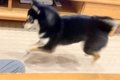 普段はおとなしい犬…の画像